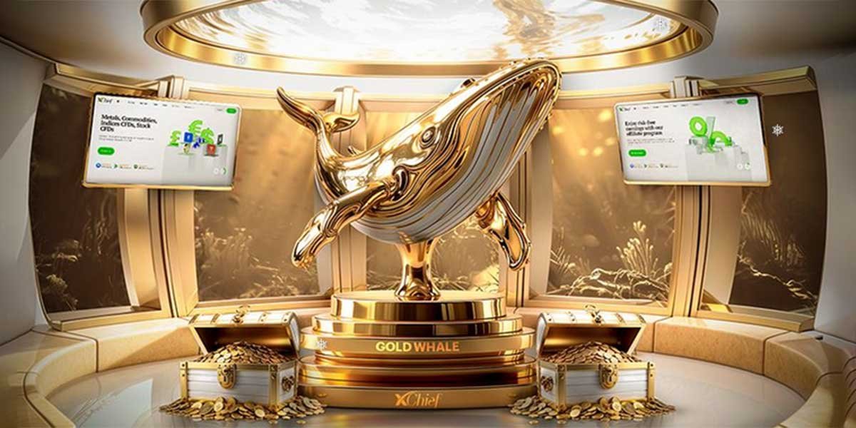 Live Contest XChief